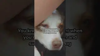 A CRAZY Thing ONLY Dogs Can FEEL But You Can't 🐕😲🐶 #shorts #dog #dogs #pet #pets