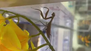 A brown praying mantis #naturelovers t#insects #nature #youtube #insectvideo #love #youtubevideo 