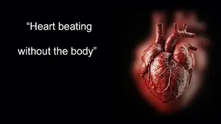 human heart electrical system how heart keeps beating