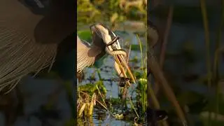 Savage great blue heron wrestles with a huge snake.