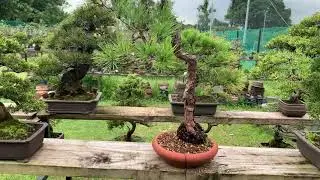 Details of a Japanese Bunjingi Kuro Matsu Bonsai