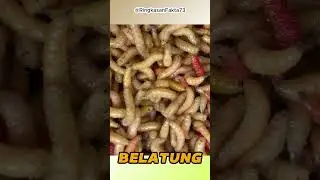 Tentang Belatung #pengetahuanhewan #faktamenarik #belatung