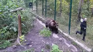 Наперегонки с медведем Мансуром