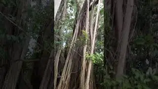 #green #barbados fig tree, every trunk in this video is from the same tree #nature