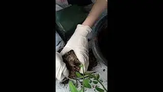 Repotting my blueberry and strawberry tree plants