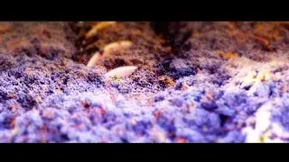 MUST Fermenting Ideas - Wine Summit Cascais'17