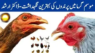 Chicken Summer Care and Management | Dr. ARSHAD