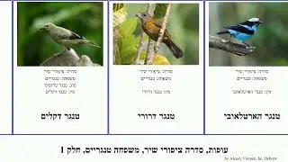 עופות, סדרה ציפורי שיר, משפחה טנגריים, חלק 1 כחול אדום חטט ירוק אפור לבן bird זהוב ראש דיגלוסה דבש