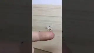 Baby Orchid Mantis