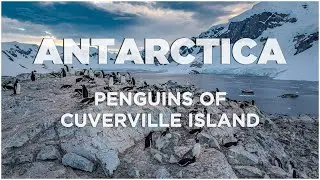 Penguins of Cuverville, Antarctica | Aerial Views
