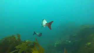 The Grotto Dive site, Melbourne, Australia