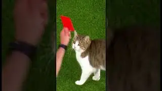 Cat Breaks the Rules and Steals the Red Card 🟥⚽🐱 | Кот нарушает правила и забирает красную карточку