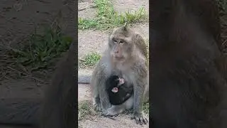 DeeDee and cute newborn #luno #babymonkeyangrymom #babyanimal #newbornbaby #cute #devi