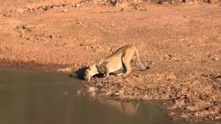 Lioness at waterhole, Black Rhino Reserve, Pilanesberg (part 3)