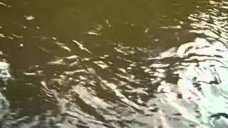 Walleye Fishing Rainy Lake