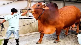 1100 kg Red Sindhi bull from Brownie's Ranch