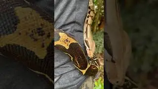 This is NOT a Red Tail Boa!? 🤔 #boa #boaconstrictor #redtailboa