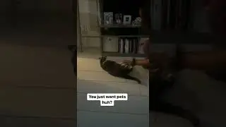 Sia just wants pets.
