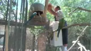 Don't get Bitten/Get bedding in Macaw nest box p2