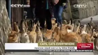 Japan island overrun by cats