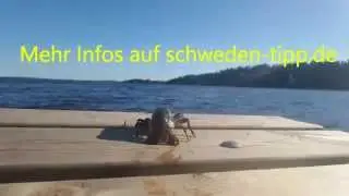 Krebse fangen Schweden