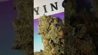 UK VS CALI NUGS!
