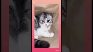 #muiza #cat #trent #rek #love #subscribe #cute #beby #kitten #рек #usa #life #like #animatsiya 