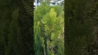 platycladus orientalis|chinese thuja|oriental arborvitae #shorts #viral #youtubeshorts #nature