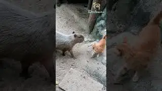 Yep that's it. CAPYBARA and a CAT. 😸