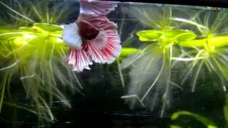 Betta Halfmoon Dumbo