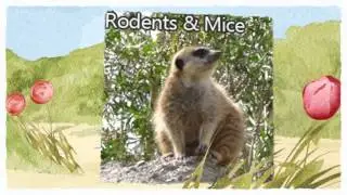 Official Pest Control 209-456-5665 Manteca CA, Spider, Wasp and Bee Control