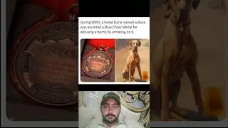 During WWII, Great Dane named Juliana was awarded with a Blue Cross medal #juliana_dog #usatodaynews