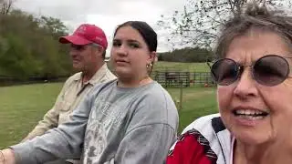 Draft horses pulling buggy in woods and fields