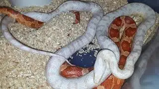 Corn snakes breeding and more egg's!!