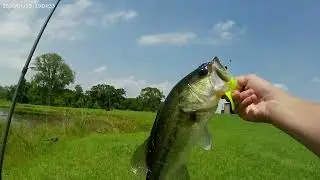Catching a Bass on a ribbon tail worm (Catch and release)
