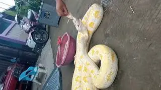 oray koneng besar makan di suapin