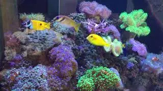 Rabbitfish and Foxface