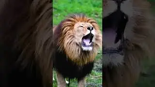 When the King is arrived 🦁, Pakawi Park, Belgium 🇧🇪