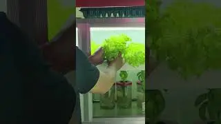 INDOOR HYDROPONICS PHILIPPINES