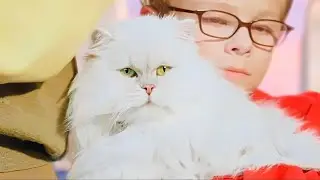 Snowbell & Stuart Edit 🐈🐭 Stuart Little Movie ✨️ #stuartlittle