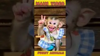 monkey sticking out tongue adorable #animalsvideo #funnyvideo #videos