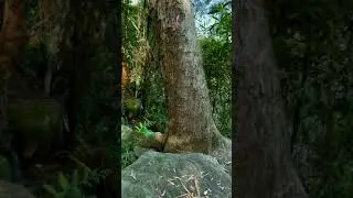 Garigal National Park