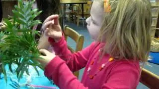 Plant Activity- Parma Preschool