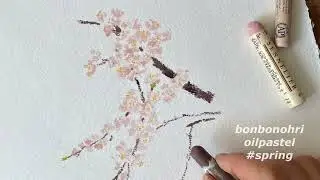 [Oilpastel] Drawing Video -Cherry blossom 벚꽃 그리기
