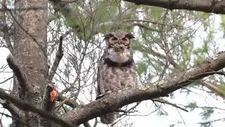 Great-horned Owl Hooting away in Daylight