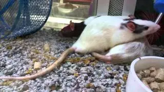 Sweet gentle rats