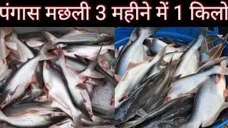 The right way to increase the weight of Pangas fish to 1 kg in 3 months. Pangas Machli Palan. Fis...