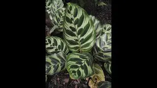Garden Answer: 28 Genera in Marantaceae