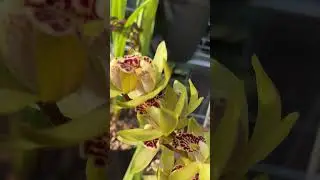 Cymbidium orchid Flowers