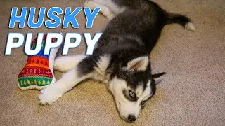 Baby Siberian Husky Puppy Tries to Destroy a Cat Scratching Post! &mdash;Total Destruction Mode!